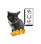 Mia's 4 cats（個別スタンプ：5）