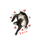Mia's 4 cats（個別スタンプ：7）