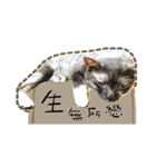 Mia's 4 cats（個別スタンプ：8）
