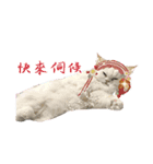 Mia's 4 cats（個別スタンプ：9）