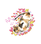 Mia's 4 cats（個別スタンプ：12）