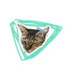 Mia's 4 cats（個別スタンプ：14）