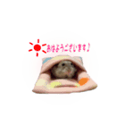 ハムスターのぽぽちゃん（個別スタンプ：1）
