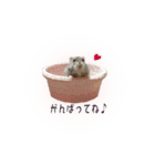 ハムスターのぽぽちゃん（個別スタンプ：2）