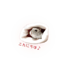 ハムスターのぽぽちゃん（個別スタンプ：9）
