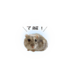 ハムスターのぽぽちゃん（個別スタンプ：10）