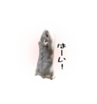 ハムスターのぽぽちゃん（個別スタンプ：13）
