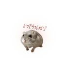ハムスターのぽぽちゃん（個別スタンプ：15）