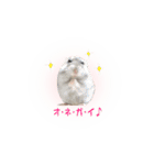 ハムスターのぽぽちゃん（個別スタンプ：16）