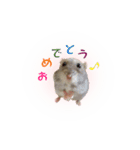 ハムスターのぽぽちゃん（個別スタンプ：21）