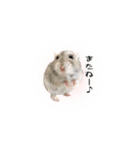 ハムスターのぽぽちゃん（個別スタンプ：24）