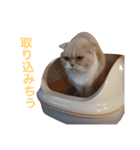 ブラックジル PART2（個別スタンプ：2）