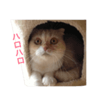 ブラックジル PART2（個別スタンプ：4）