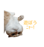ブラックジル PART2（個別スタンプ：6）