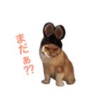 ブラックジル PART2（個別スタンプ：8）