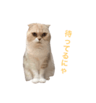 ブラックジル PART2（個別スタンプ：15）