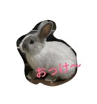 わたしの家のうさぎ（個別スタンプ：4）