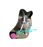 わたしの家のうさぎ（個別スタンプ：5）