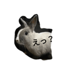 わたしの家のうさぎ（個別スタンプ：7）