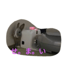 わたしの家のうさぎ（個別スタンプ：8）