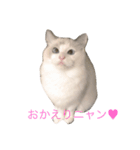 ラグドールガールズ（個別スタンプ：3）