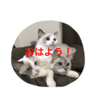 ラグドールガールズ（個別スタンプ：7）