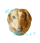 ฅU•ﻌ•Uฅ（個別スタンプ：1）