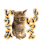 ナナのぼやき（個別スタンプ：1）