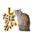 ナナのぼやき（個別スタンプ：2）
