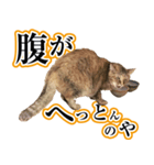 ナナのぼやき（個別スタンプ：3）