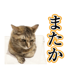 ナナのぼやき（個別スタンプ：4）