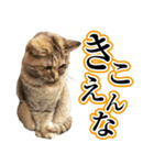 ナナのぼやき（個別スタンプ：5）