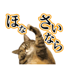 ナナのぼやき（個別スタンプ：6）
