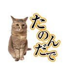 ナナのぼやき（個別スタンプ：7）