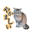 ナナのぼやき（個別スタンプ：8）