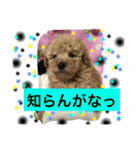 ポン〜ポンポン（個別スタンプ：2）