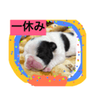 ポン〜ポンポン（個別スタンプ：6）