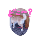 わんこの一日（個別スタンプ：3）