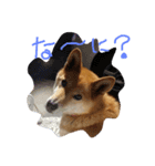 わんこの一日（個別スタンプ：7）