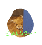 わんこの一日（個別スタンプ：8）