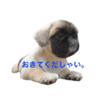 ぼん蔵（個別スタンプ：1）