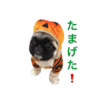 ぼん蔵（個別スタンプ：7）