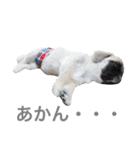 ぼん蔵（個別スタンプ：8）