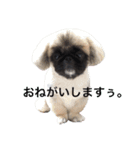 ぼん蔵（個別スタンプ：13）