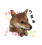 豆柴マメマさん（個別スタンプ：1）