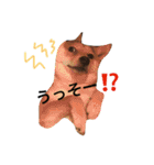 豆柴マメマさん（個別スタンプ：15）
