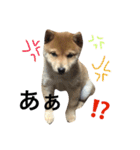 豆柴マメマさん（個別スタンプ：29）