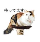 我が家のニャンず（個別スタンプ：13）