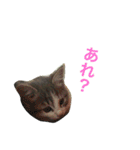 わさびスタンプつー！（個別スタンプ：1）