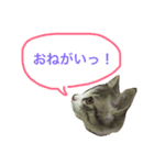 わさびスタンプつー！（個別スタンプ：2）